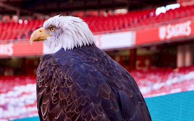 De adelaar van Benfica: een symbool van trots en glorie